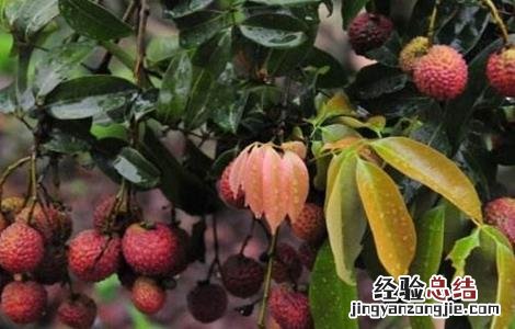 荔枝壮花保果技术 桂味荔枝保花保果技术