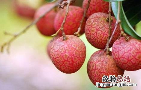 荔枝壮花保果技术 桂味荔枝保花保果技术