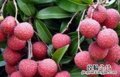 荔枝壮花保果技术 桂味荔枝保花保果技术