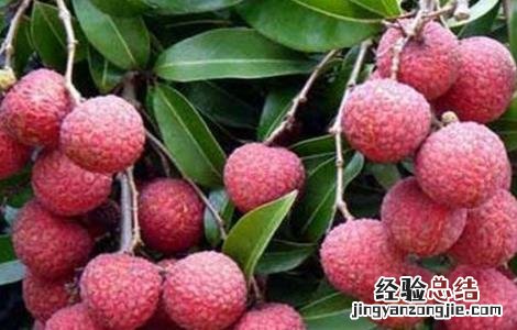 荔枝壮花保果技术 桂味荔枝保花保果技术