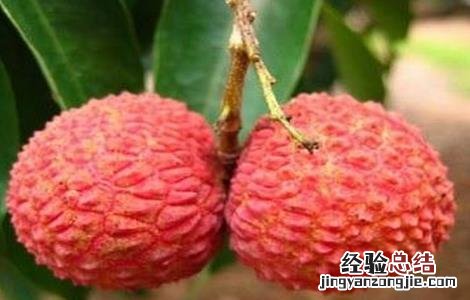 荔枝壮花保果技术 桂味荔枝保花保果技术