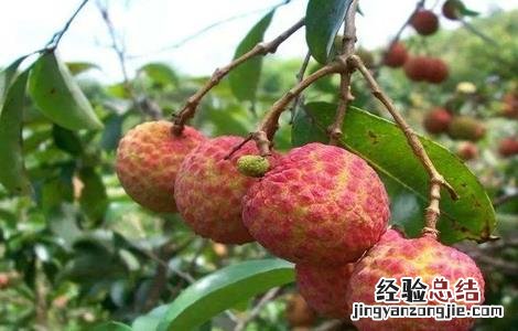 荔枝壮花保果技术 桂味荔枝保花保果技术