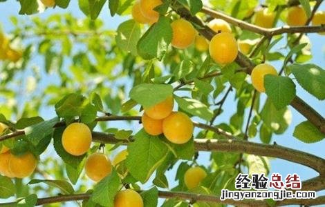 杏树采收后的管理方法 杏树采摘后如何管理