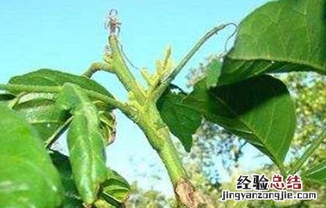 黄皮的病虫害防治方法视频 黄皮的病虫害防治方法