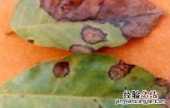 黄皮的病虫害防治方法视频 黄皮的病虫害防治方法