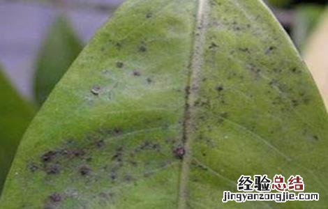 黄皮的病虫害防治方法视频 黄皮的病虫害防治方法