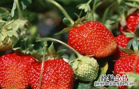 草莓育苗管理技术规程 草莓育苗管理技术