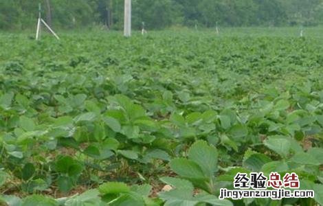 草莓育苗管理技术规程 草莓育苗管理技术