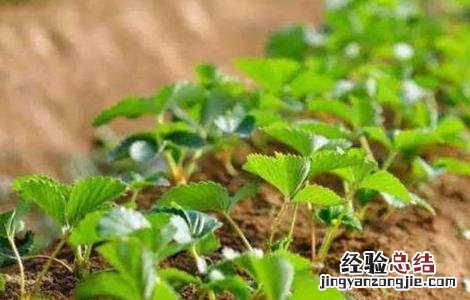 草莓育苗管理技术规程 草莓育苗管理技术