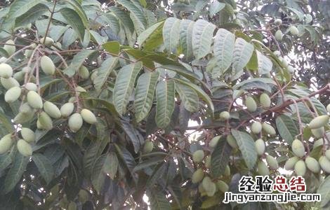 橄榄树的育苗技术 橄榄树的育苗技术有哪些