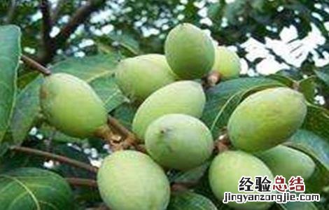 橄榄树的育苗技术 橄榄树的育苗技术有哪些