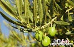 橄榄挂果期的防病虫害 橄榄花果期管理技术