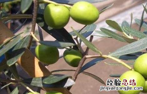 橄榄挂果期的防病虫害 橄榄花果期管理技术