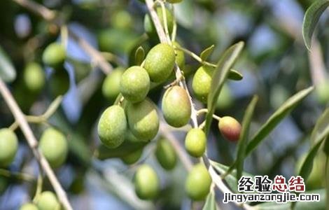 橄榄挂果期的防病虫害 橄榄花果期管理技术