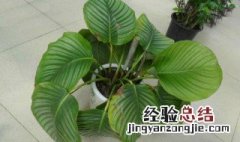 苹果竹芋如何养殖 苹果竹芋如何养殖和管理
