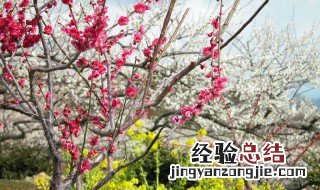 梅花根种植方法 梅花根系