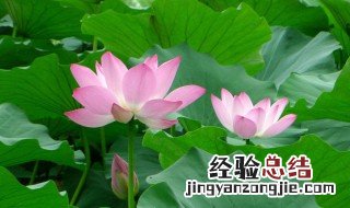 莲花的种植方法及注意事项 莲花花怎么种植