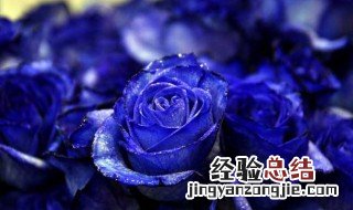 蓝玫瑰的含义 蓝玫瑰的含义花语