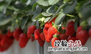 草莓的种植方法 草莓的种植方法和技术视频