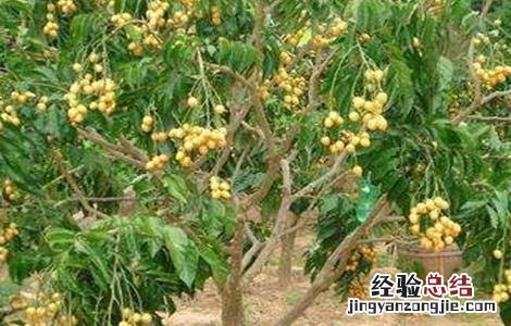 黄皮的种植管理技术 黄皮的种植管理技术与管理