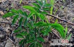 黄皮的种植管理技术 黄皮的种植管理技术与管理