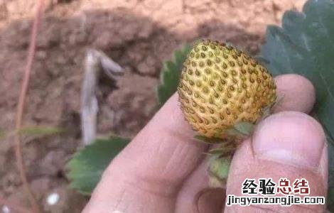 草莓僵果原因及预防措施 草莓控旺严重造成僵果怎么办