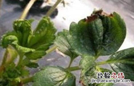 草莓僵果原因及预防措施 草莓控旺严重造成僵果怎么办