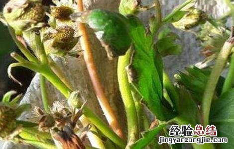 草莓僵果原因及预防措施 草莓控旺严重造成僵果怎么办