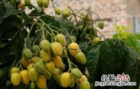 黄皮裂果怎么办 黄皮果容易裂怎么办