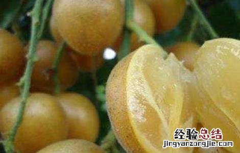 黄皮裂果怎么办 黄皮果容易裂怎么办