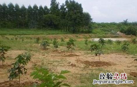 黄皮怎么施肥 黄皮怎么施肥效果好