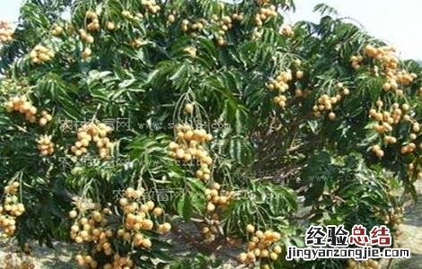黄皮怎么施肥 黄皮怎么施肥效果好