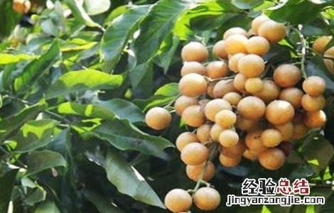 黄皮怎么施肥 黄皮怎么施肥效果好