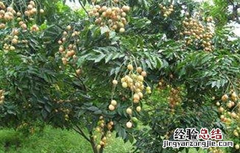黄皮怎么施肥 黄皮怎么施肥效果好