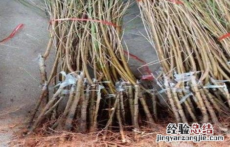 桃树嫁接技术现场演示 桃树嫁接技术