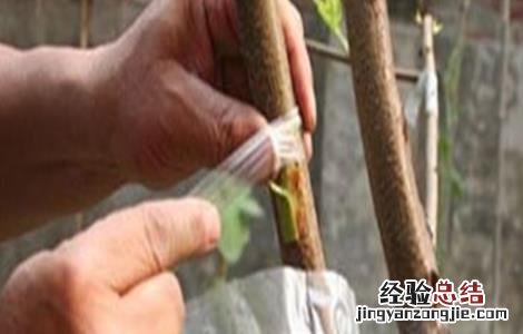 桃树嫁接技术现场演示 桃树嫁接技术