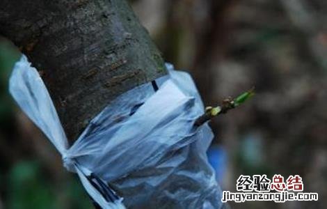 桃树嫁接技术现场演示 桃树嫁接技术
