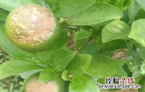 柑橘日灼病的防治方法 防止柑橘日灼病能用遮阳网