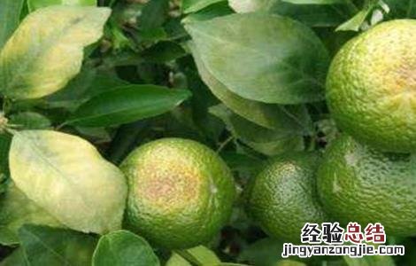 柑橘日灼病的防治方法 防止柑橘日灼病能用遮阳网