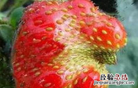 草莓畸形果的防治措施包括 草莓畸形果的原因及预防措施