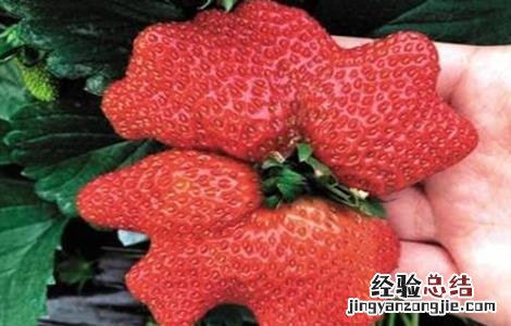 草莓畸形果的防治措施包括 草莓畸形果的原因及预防措施
