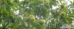 板栗在北方能种板栗吗 板栗北方可以种植吗