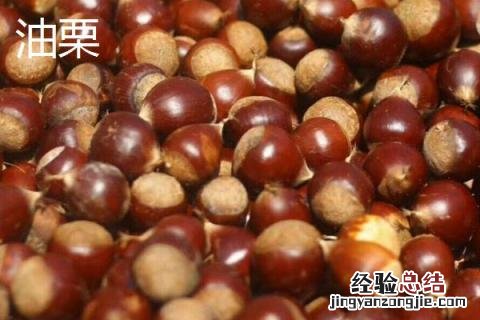 油栗和板栗一样吗 板栗和油栗有什么区别