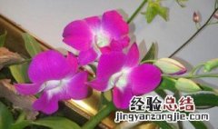 球兰花的花语是什么 心叶球兰的花语是什么