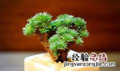 球松如何繁殖和扦插 球松如何繁殖