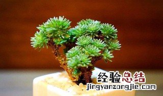球松如何繁殖和扦插 球松如何繁殖