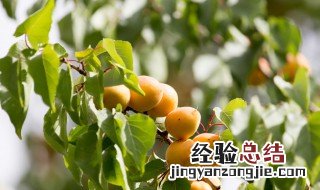 杏子树的花期和花语一样吗 杏子树的花期和花语