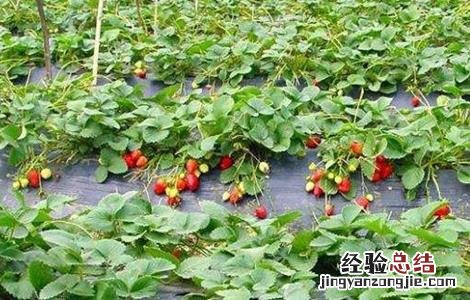 提高草莓甜度 草莓的增甜技术