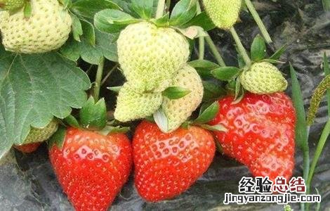 提高草莓甜度 草莓的增甜技术