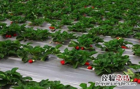 提高草莓甜度 草莓的增甜技术
